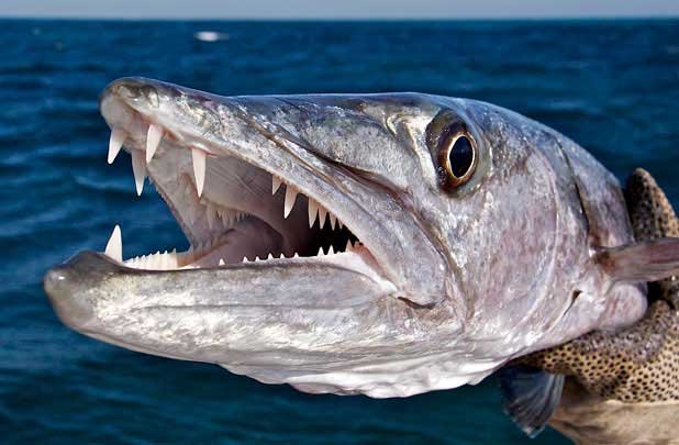 Barracuda Photo