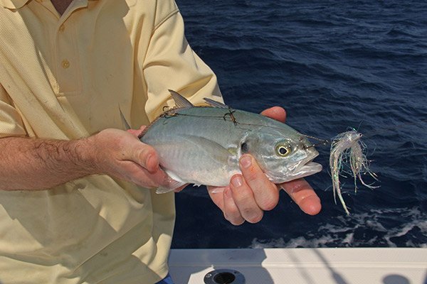 Blue Runner Bait Fish with a Duster