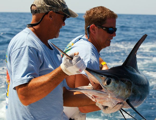 Hauling in White Marlin