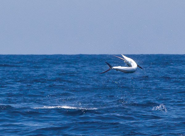 White Marlin Jumping