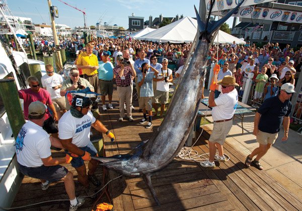 White Marlin Open Weight-in