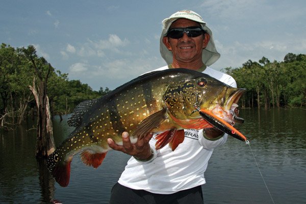 Angler Holding a Peacock Bass