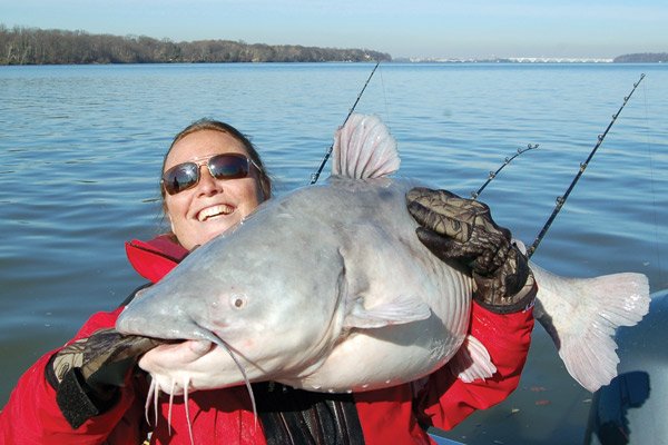 Giant Potomac River Catfish