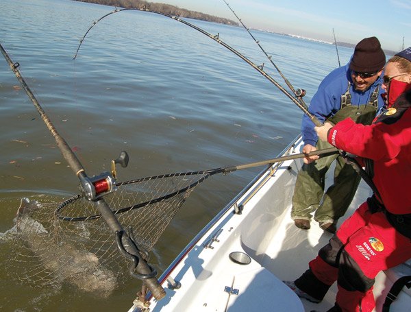 Netting Catfish Near Woodrow Wilson Bridge