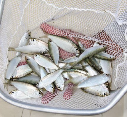 Net Full of Pilchard Bait Fish