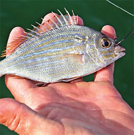 Pinfish Used As Bait for Snook Fishing