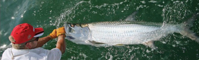 Tarpon Catch