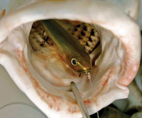 Bass Caught with a Pogie Bait Fish