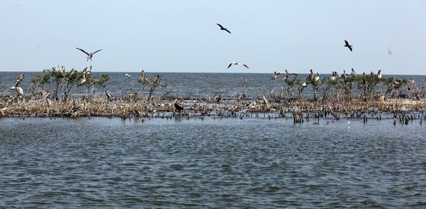 Cat Island After the BP Oil Spill
