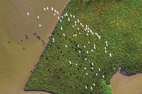 Egrets Flying Over the Louisiana Marsh