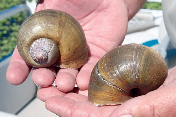 Apple Snails from Lake Okeechobee