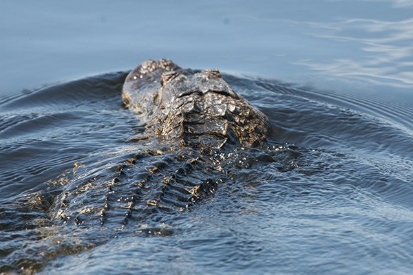 Lake Okeechobee Alligator