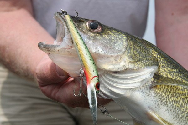 Trophy Walleye