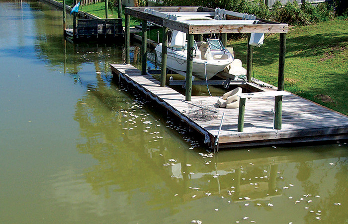 Dead Fish from Algae Bloom by Boat Lift