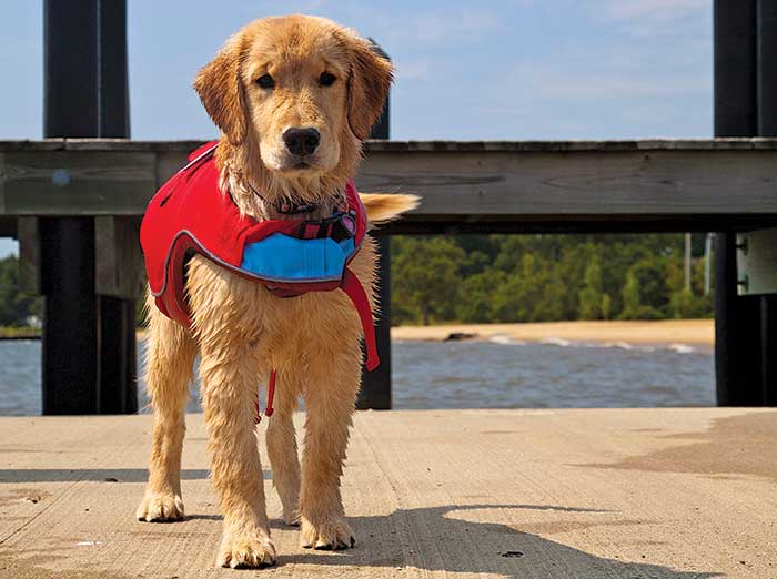 Stella in a life jacket