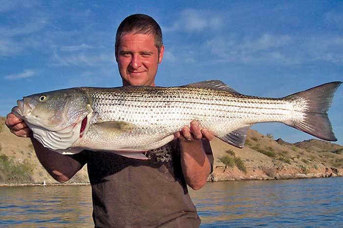 Scott Benes Lake Havasu catch