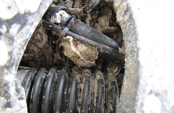 Marine growth on bellows
