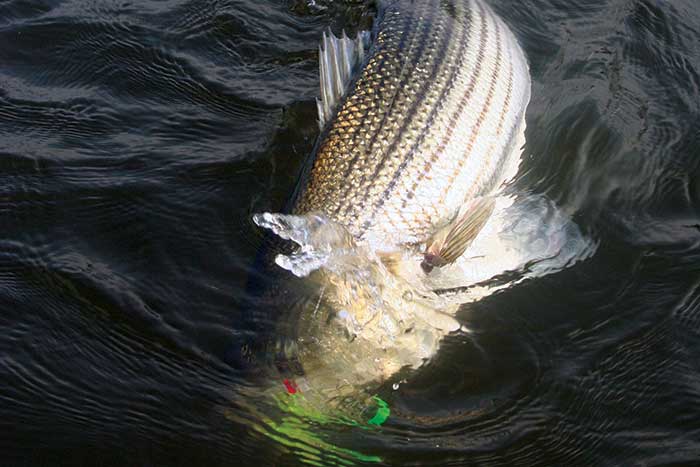 Fish strike