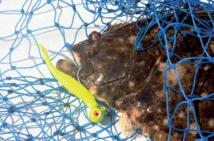 Flounder and lure in net