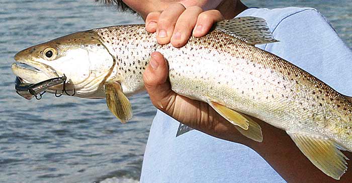 Highly reflective lure