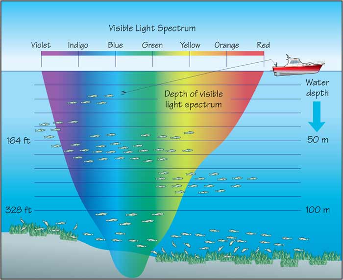 Light and fishing illustration