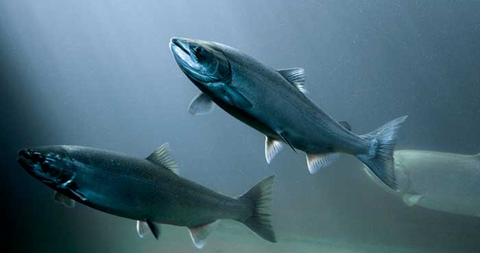 Anglers enjoy catching salmon