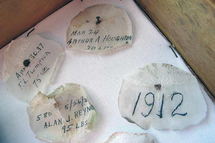 Scales from giant tarpon