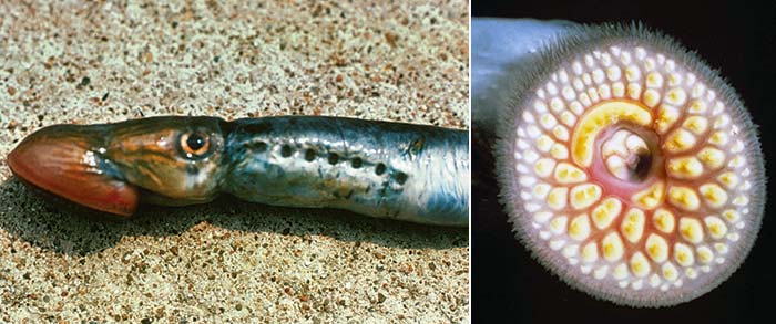 Sea Lamprey caught in Lake Huron