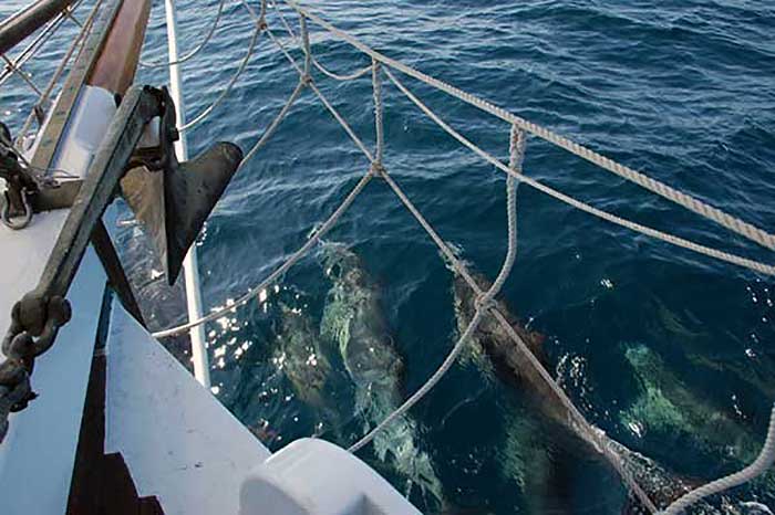 Dolphins swimming alongside boat