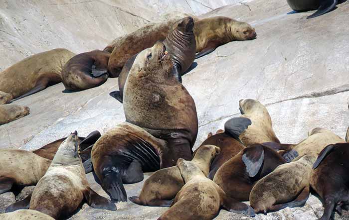 Sea lions