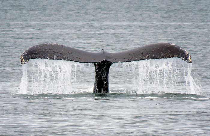 Whale tail