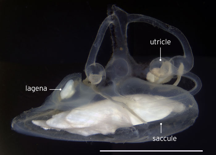 Antimora rostrata right rear lateral view