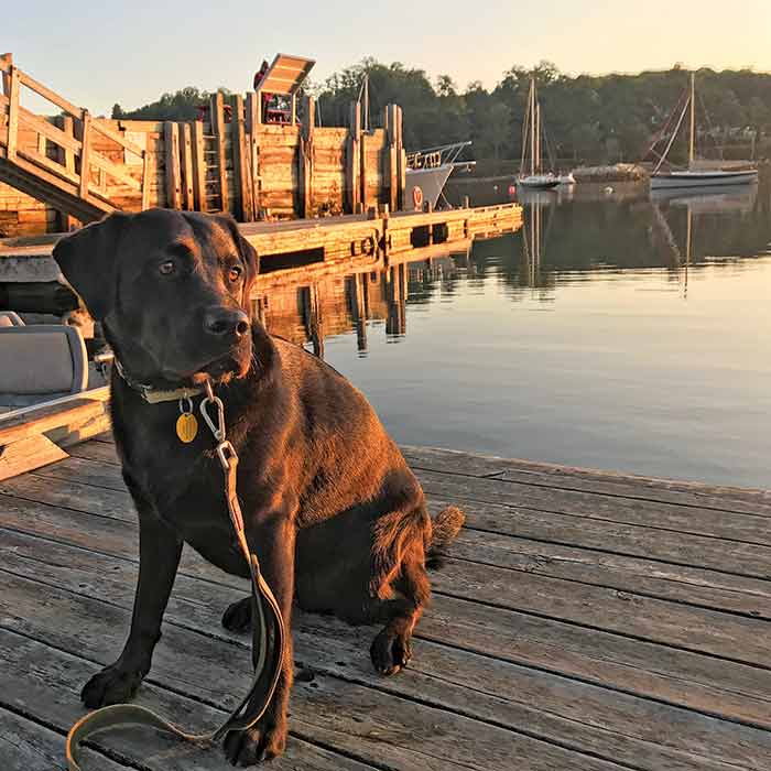 Dog golden hour photo