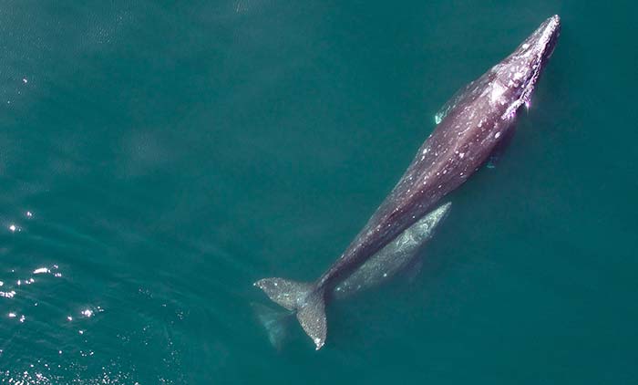 Gray whale