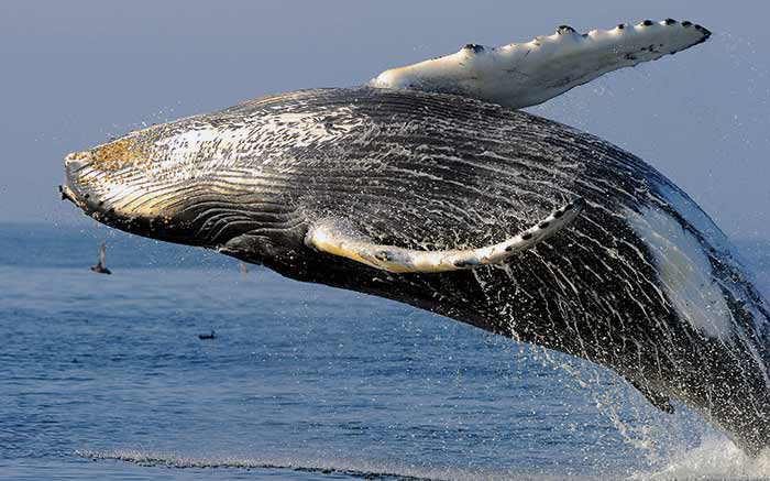 Humpback whale breaching