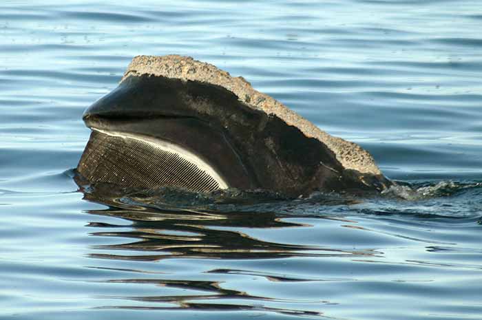 Right whales feeding