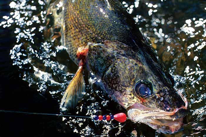 Custom night crawler spinner