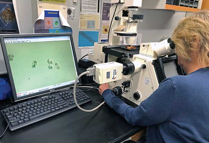Scientist counts red tide cells