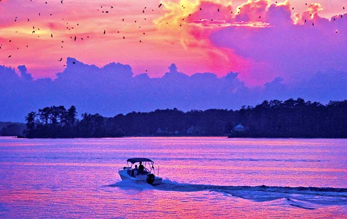 Lake Murray has the largest purple martin roost in North America