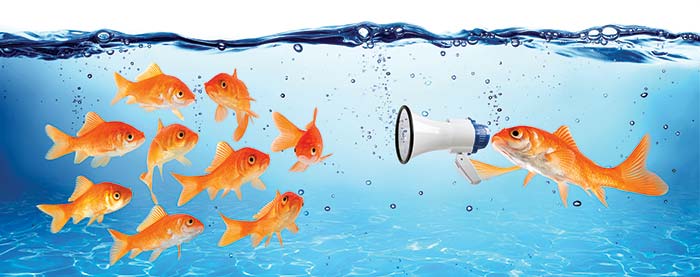 Attention all fish illustration