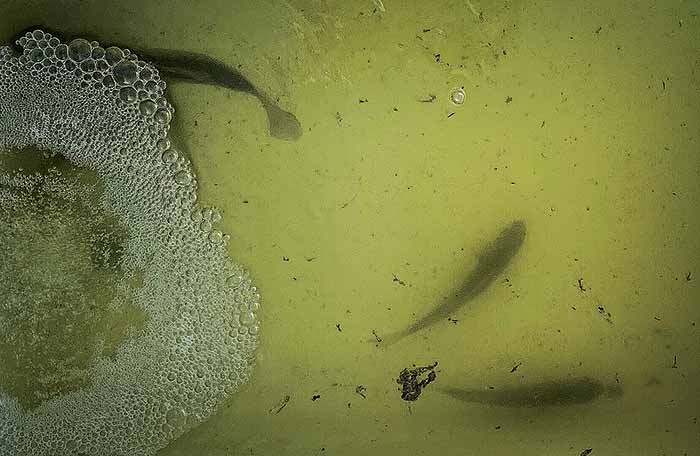 Livewell Step 5: Circulation closeup