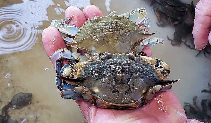 Hard crab shed its shell to become a soft crab
