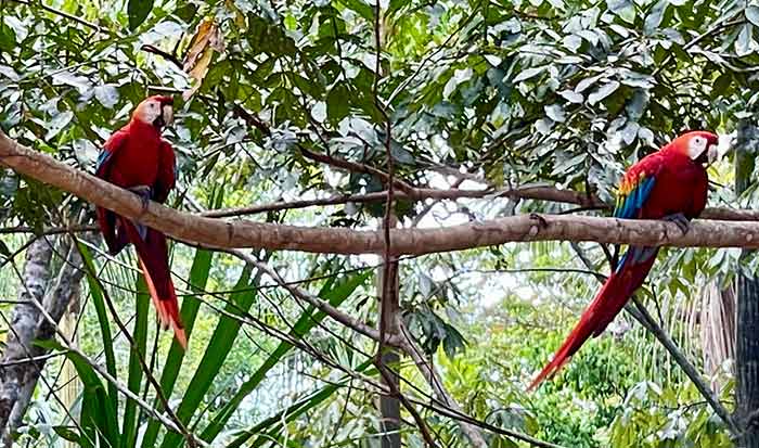 Scarlet macaws