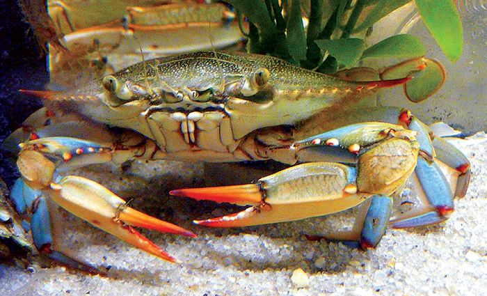Up close view of a blue crab.