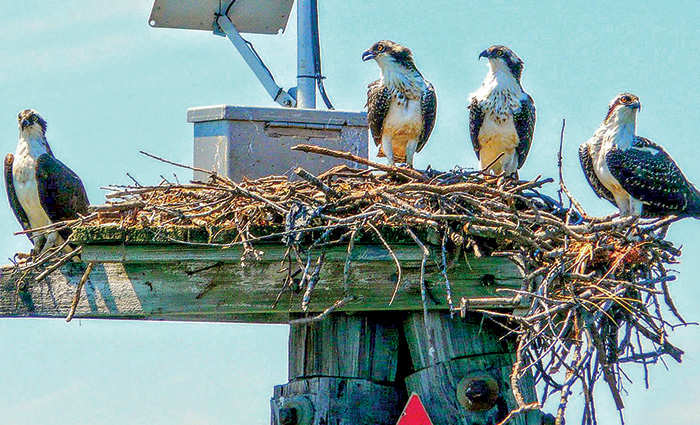 Four white and black osprey in a large nest during the day.