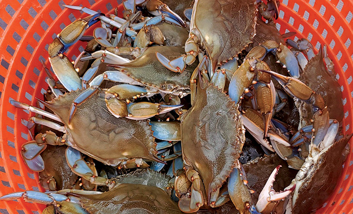 A large orange basket with filled with tasty crustaceans. 