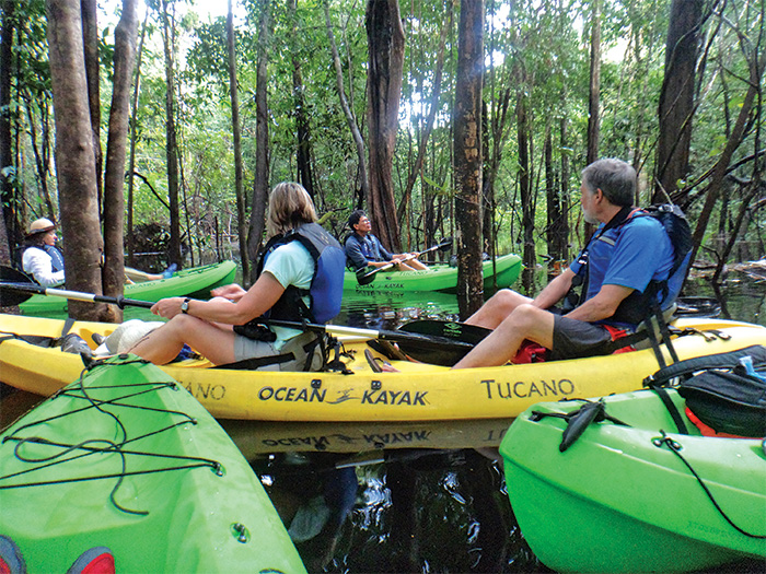 Numerous adults kayaking in the jungle during the day. 