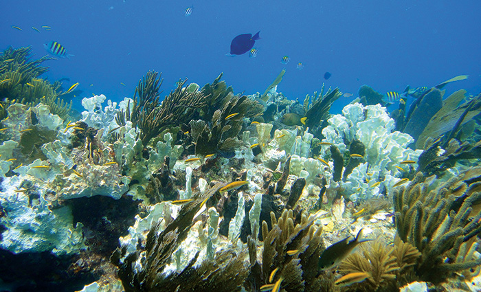 Underwater view of fish swimming in a coral.