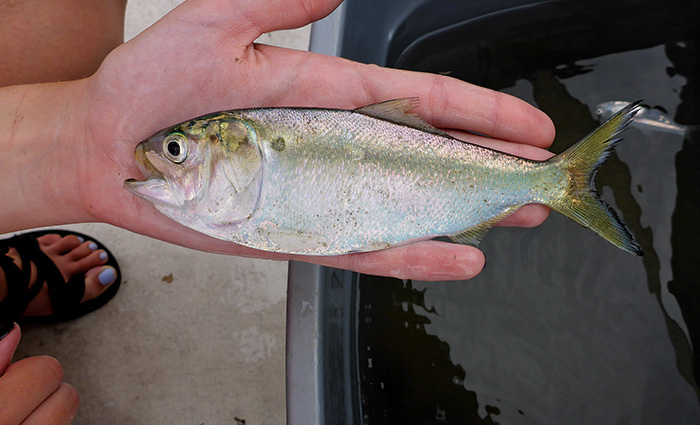 A small fish in the palm of a hand.