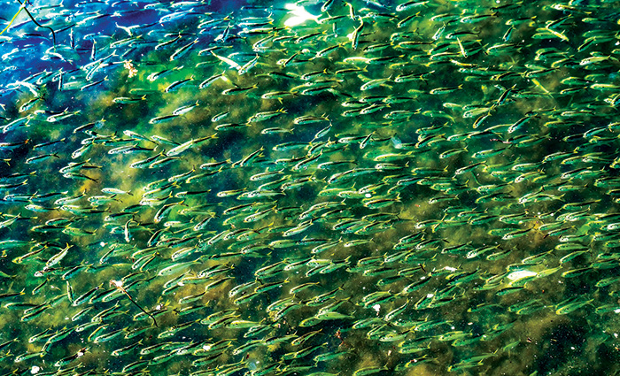 Underwater view of a large school of fish.